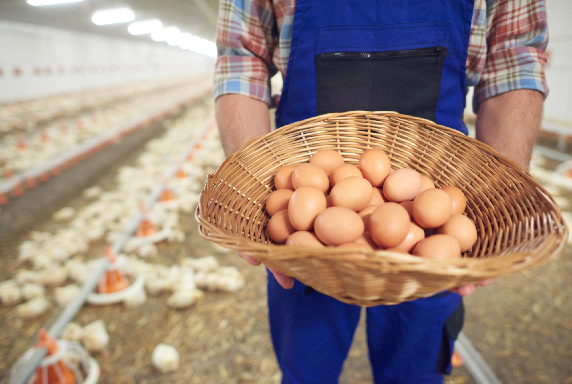 Fresh eggs gathered in a basket at the farm